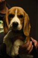 Afb_20190127_ziva (17)